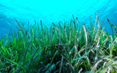 Navega con conciencia: Protege la posidonia de las Islas Baleares