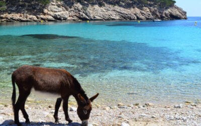 Calas de Mallorca escondidas y secretas, descubre nuestras seis imprescindibles